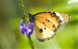 Butterfly Photo Wallpaper (1) #17