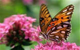 Butterfly Photo Wallpaper (1) #18