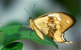 Butterfly Photo Wallpaper (1) #19