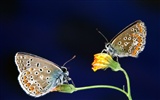 Butterfly Foto tapety (1) #20