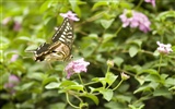나비 사진 배경 (3) #2