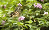 Butterfly Photo Wallpaper (3) #2