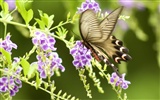 나비 사진 배경 (3) #3