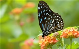 Butterfly Photo Wallpaper (3) #5