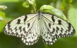 Butterfly Photo Wallpaper (3) #6