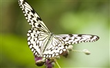 Butterfly Photo Wallpaper (3) #7