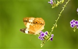 Butterfly Foto tapety (3) #8