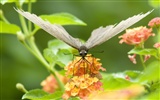 Fondo de pantalla de fotos de mariposas (3) #9