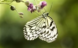 Butterfly Foto tapety (3) #10