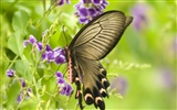 Fondo de pantalla de fotos de mariposas (3) #11