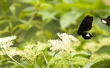 Butterfly Photo Wallpaper (3) #12