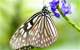 Butterfly Photo Wallpaper (3) #13