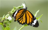 Butterfly Photo Wallpaper (3) #14