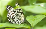 Butterfly Photo Wallpaper (3) #15