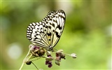 Butterfly Photo Wallpaper (3) #16