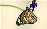 Butterfly Photo Wallpaper (3) #17