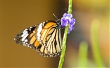 Fondo de pantalla de fotos de mariposas (3) #18