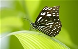 Butterfly Photo Wallpaper (3) #20