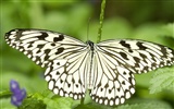 Fondo de pantalla de fotos de mariposas (3) #21