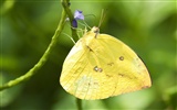 Butterfly Foto tapety (3) #22