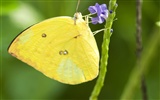 Butterfly Photo Wallpaper (3) #23