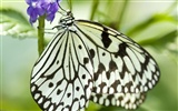 Butterfly Photo Wallpaper (3) #24