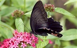 Butterfly Photo Wallpaper (3) #25