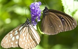 Fondo de pantalla de fotos de mariposas (3) #26