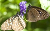 Butterfly Photo Wallpaper (3) #26