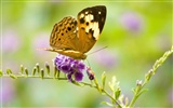Fondo de pantalla de fotos de mariposas (3) #27