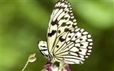 Butterfly Photo Wallpaper (3) #28