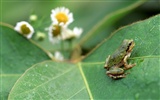 Papier peint des insectes #