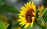 Love Bee Flower Wallpaper (1)