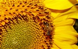 Love Bee Flower wallpaper (1) #10