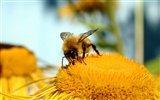 Love Bee Flower Wallpaper (2) #15