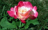 Rose foto super tapetu #17