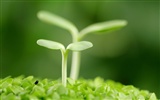 HD plants sprout leaves wallpaper