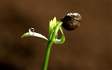 新芽嫩叶高清植物壁纸3