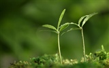 의 HD 식물은 새싹 벽지를 나뭇잎 #8