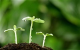 의 HD 식물은 새싹 벽지를 나뭇잎 #10