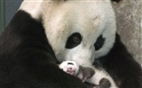 国宝熊猫壁纸专辑2