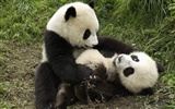 国宝熊猫壁纸专辑6