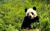 Fond d'écran album Panda #8