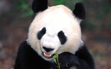 Panda álbum de fondo de pantalla #9