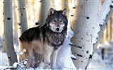 Album Wallpaper Wolf #2930