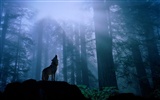 Album Wallpaper Wolf #2932