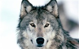 Album Wallpaper Wolf #18