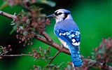 Lovely bird photo wallpaper