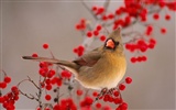 Lovely bird photo wallpaper #3