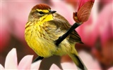 Lovely bird photo wallpaper #4